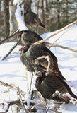 wild turkeys in forest during winter