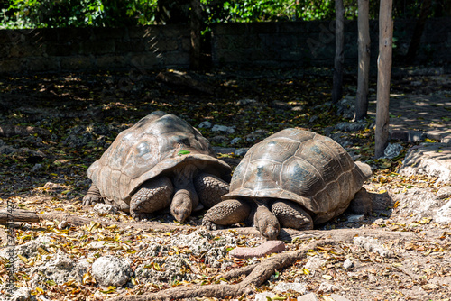 Giant Aldabra Tortoises in Prison Island (Changuu Island), Zanzibar, Tanzania