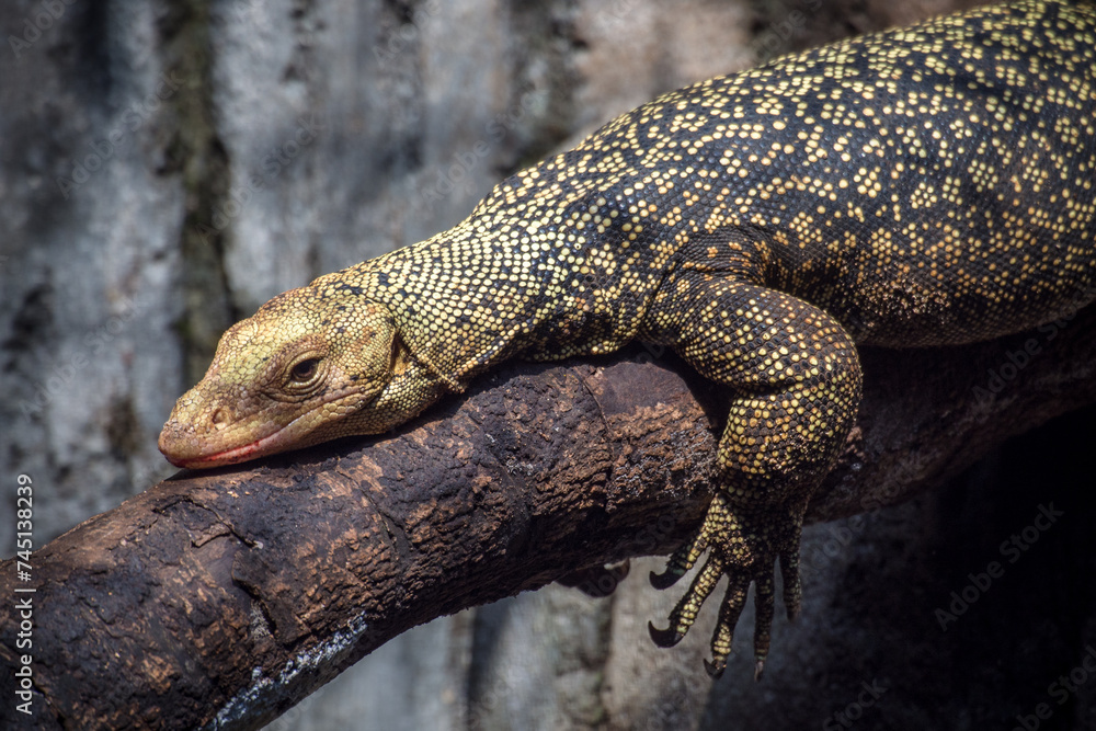 Obraz premium The Ceram mangrove monitor (Varanus cerambonensis) is a species of monitor lizards found in Indonesia