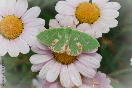 Closeup on a fresh green blotched emerald geometer moth, Comibaena bajularia, sitting with spread wings on a white flower photo