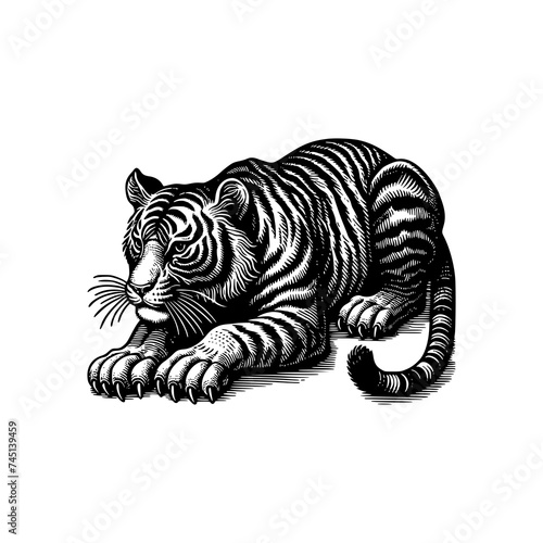 Fototapeta Naklejka Na Ścianę i Meble -  tiger crawling in ground searching for pray hunting predator hand drawn art style vector illustration