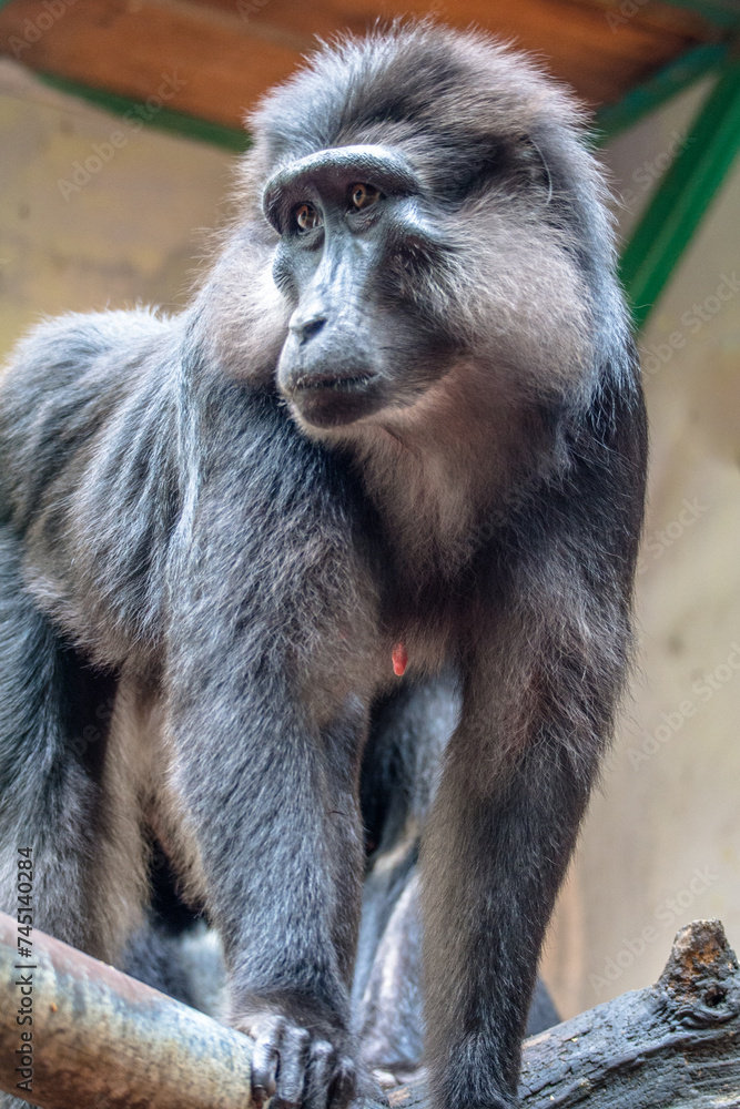 Obraz premium The Celebes crested macaque (Macaca nigra), also known as the crested black macaque, Sulawesi crested macaque, or the black ape