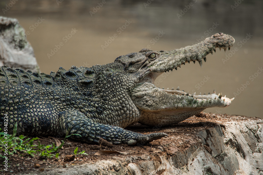 The saltwater crocodile (Crocodylus porosus) is a crocodilian native to saltwater habitats, brackish wetlands and freshwater rivers from India's east coast across Southeast Asia and the Sundaic region The saltwater crocodile (Crocodylus porosus) is a crocodilian native to saltwater habitats, brackish wetlands and freshwater rivers from India's east coast across Southeast Asia and the Sundaic region