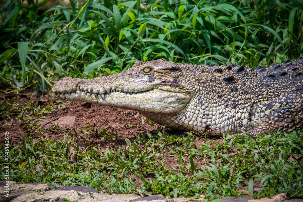 Fototapeta premium The saltwater crocodile (Crocodylus porosus) is a crocodilian native to saltwater habitats, brackish wetlands and freshwater rivers from India's east coast across Southeast Asia and the Sundaic region