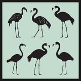 Flamingo black silhouette set vector, set of flamingos