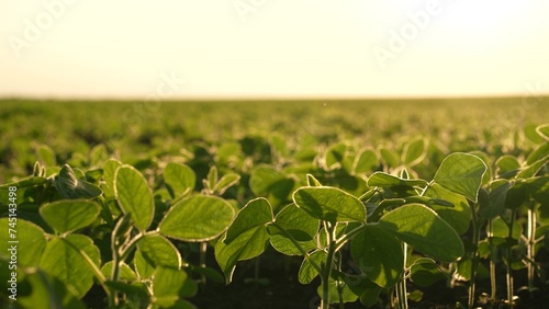 soybean field sunset. Organic beans grown fields mighty grain, grow outdoors beautiful countryside. healthy food, legumes contain protein important component agriculture industry. Organic fertilizer