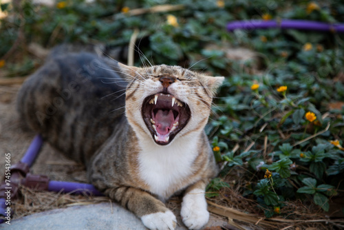 Funny yawning cat with big teeth and pink tongue. Funny wild cat living in Dead sea area, Neve Zohar, Israel photo