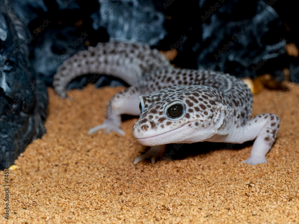 Naklejka premium ヒョウモントカゲモドキのアップ