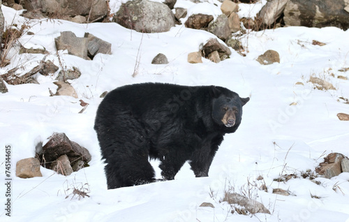 american black bear in snow