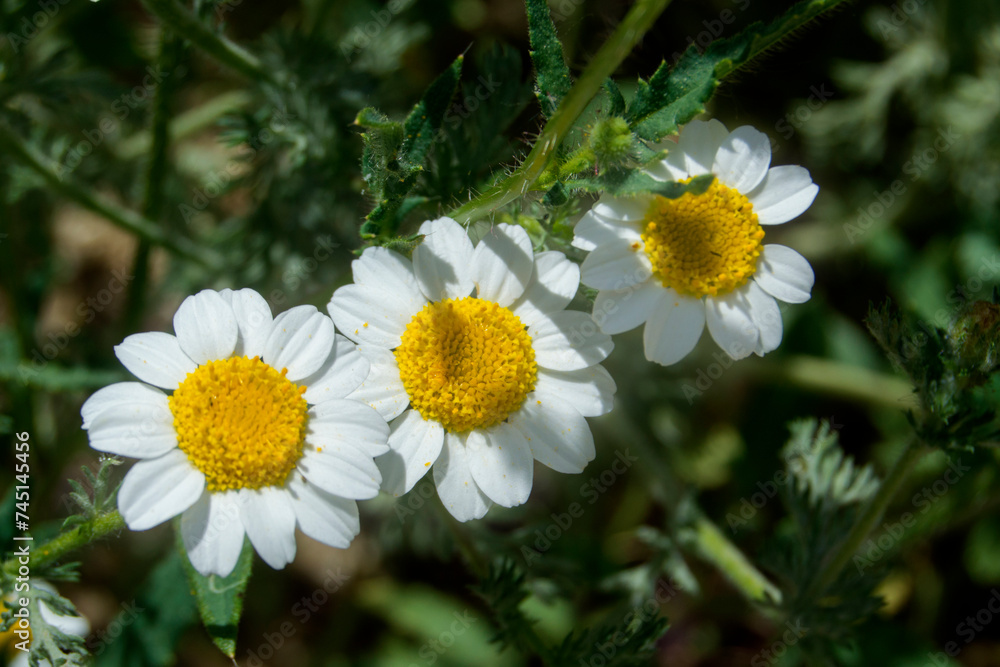 Obraz premium three small daisies in a garden