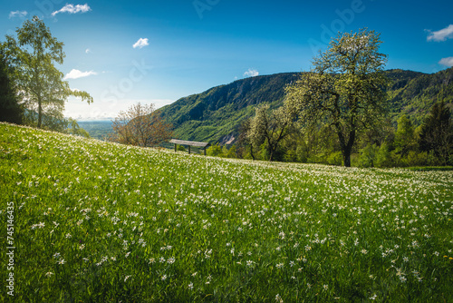 Flowery meadow with blooming white daffodils, in Slovenia
