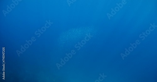 silversides atherinas sun shine and beams underwater silverside fish school Atherina boyeri) photo