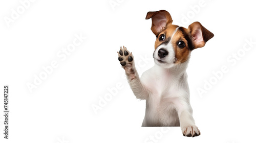 Portrait of cute puppy of Jack Russell Terrier rising hand towards camera on transparent background © Tabassum
