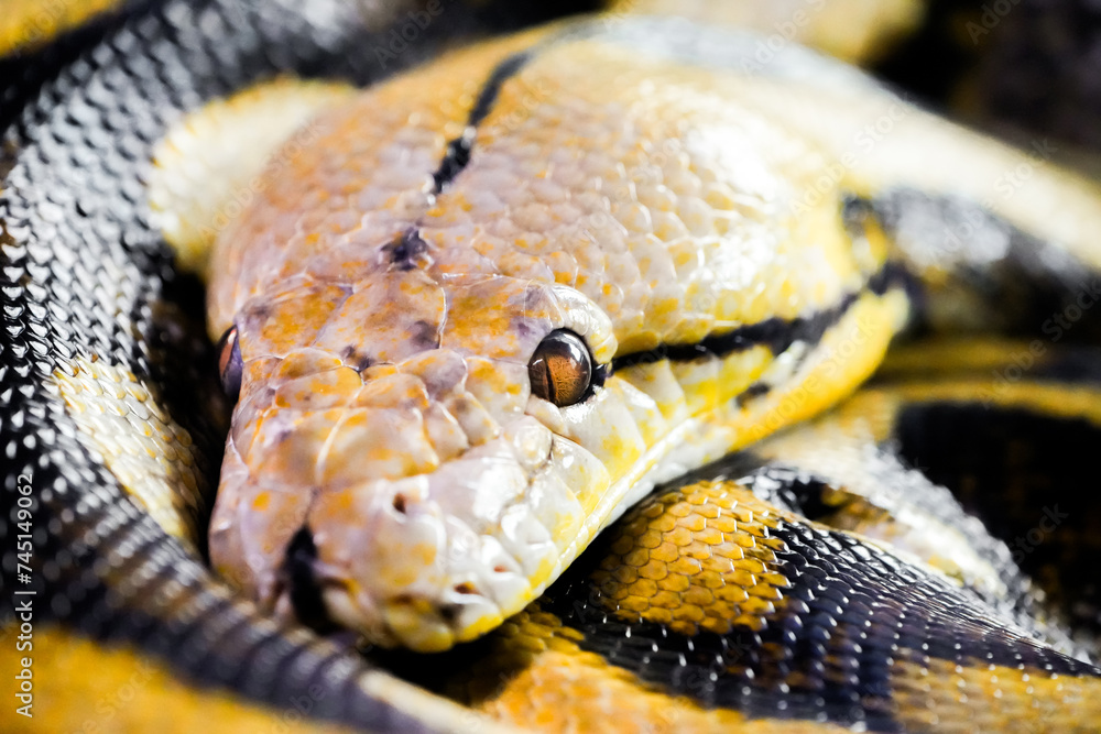 Portrait of a snake. Reptile close-up.
Portrait of a snake. Reptile close-up.