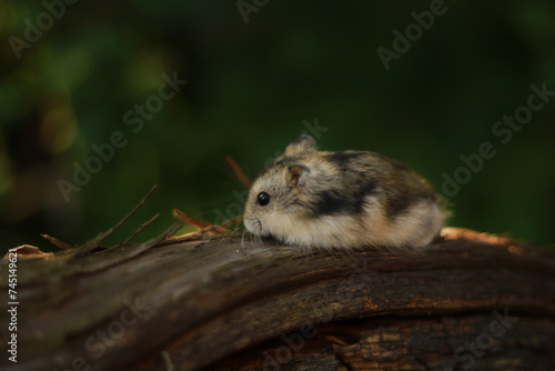  Dwarf hamster in the garden. Close up.
