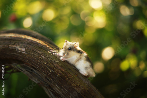 Cute dwarf hamster in the garden.