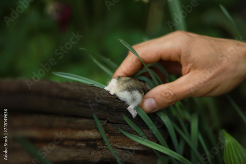Hand catching dwarf hamster in the garden.