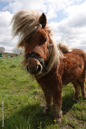 Vertical closeup on a small hairy pony in it's winter-coat with long manes