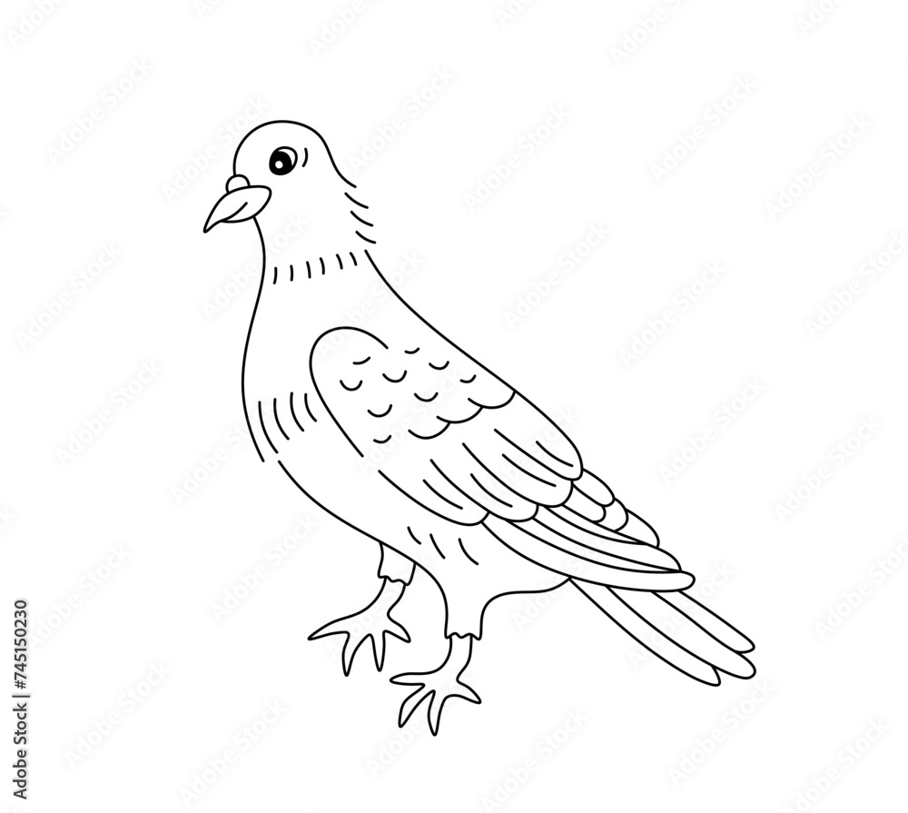 Fototapeta premium Vector isolated one single pigeon bird stand full body side view colorless black and white contour line easy drawing