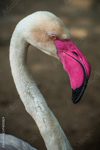 The American flamingo (Phoenicopterus ruber) is a large species of flamingo native to the West Indies, northern South America