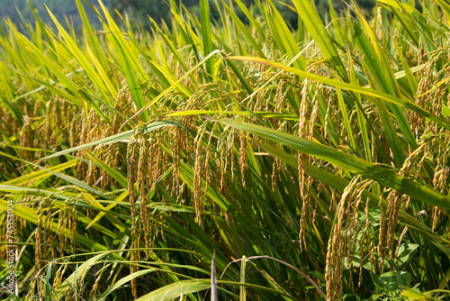 How the rice is growing in Asia. Oryza sativa seeds macro shot.