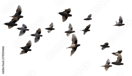 flocking birds on a transparent background © Thamidu