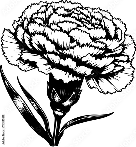 Carnation flower black outline vector illustration.