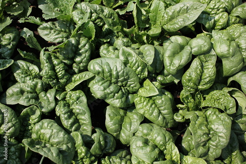 Fotografi green basil plants growing in the garden