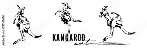 Cute kangaroo art in different poses. Animal silhouettes, various kangaroos. Vector collection of drawn kangaroo with lots of details and artistic spots.