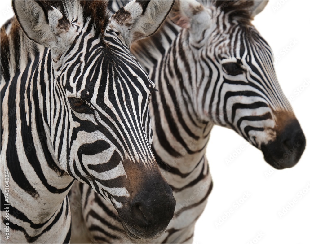 Fototapeta premium Close up on two zebra faces, isolated on white