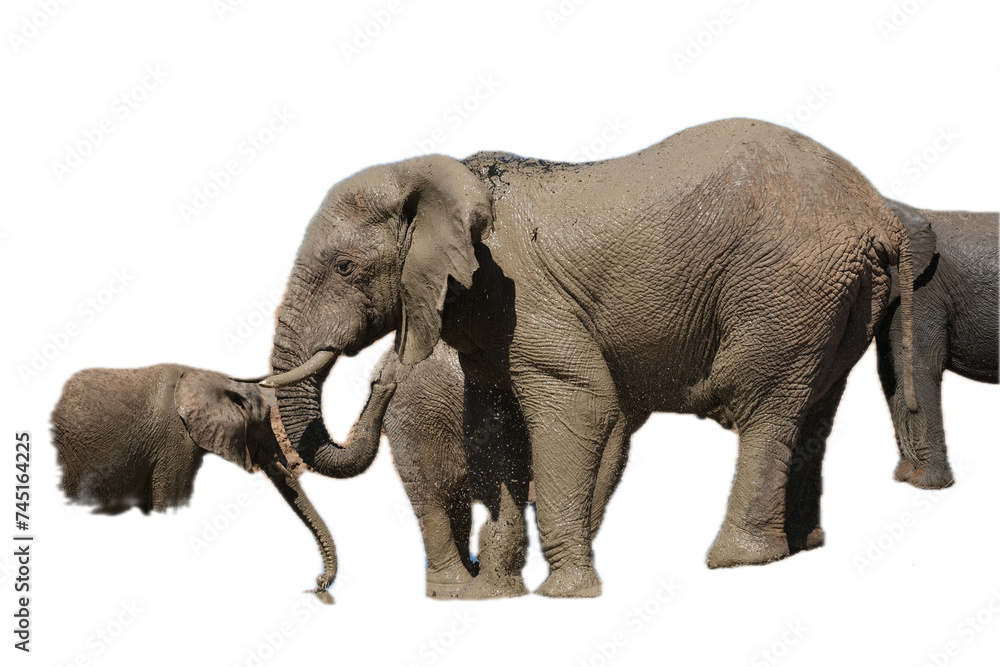 Elephants swinging its. trunk, with. other elephants in the back, isolated on white