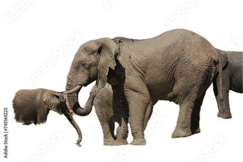 Elephants swinging its. trunk  with. other elephants in the back  isolated on white