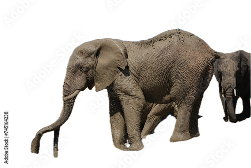 Elephant, isolated on white