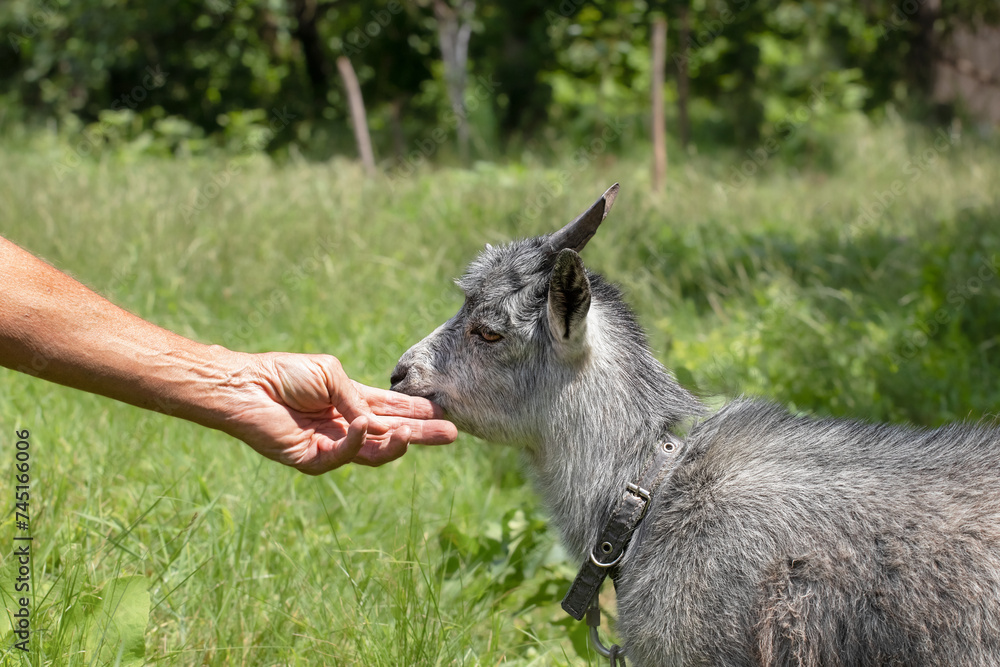 Funny portrait of a little goat on rural farm, livestock. Little goat grassing on green summer meadow at village countryside.Mammal animals outdoors. Funny portrait of a little goat on rural farm, livestock. Little goat grassing on green summer meadow at village countryside.Mammal animals outdoors.
