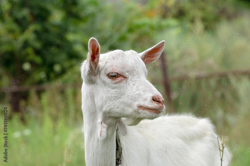 Funny portrait of a little goat on rural farm, livestock. Little goat grassing on green summer meadow at village countryside.Mammal animals outdoors.