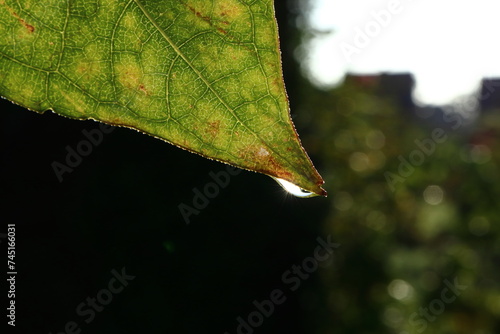 Close-up of a leaf with a drop at the tip in the early morning