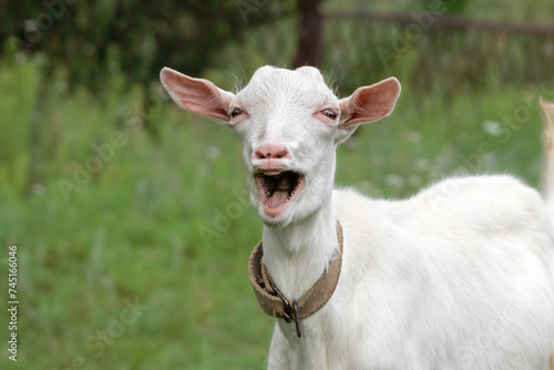 Funny portrait of a little goat on rural farm, livestock. Little goat grassing on green summer meadow at village countryside.Mammal animals outdoors.