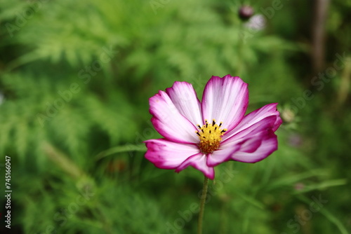 Close-up of a purple cosmea flower in summer against a green background