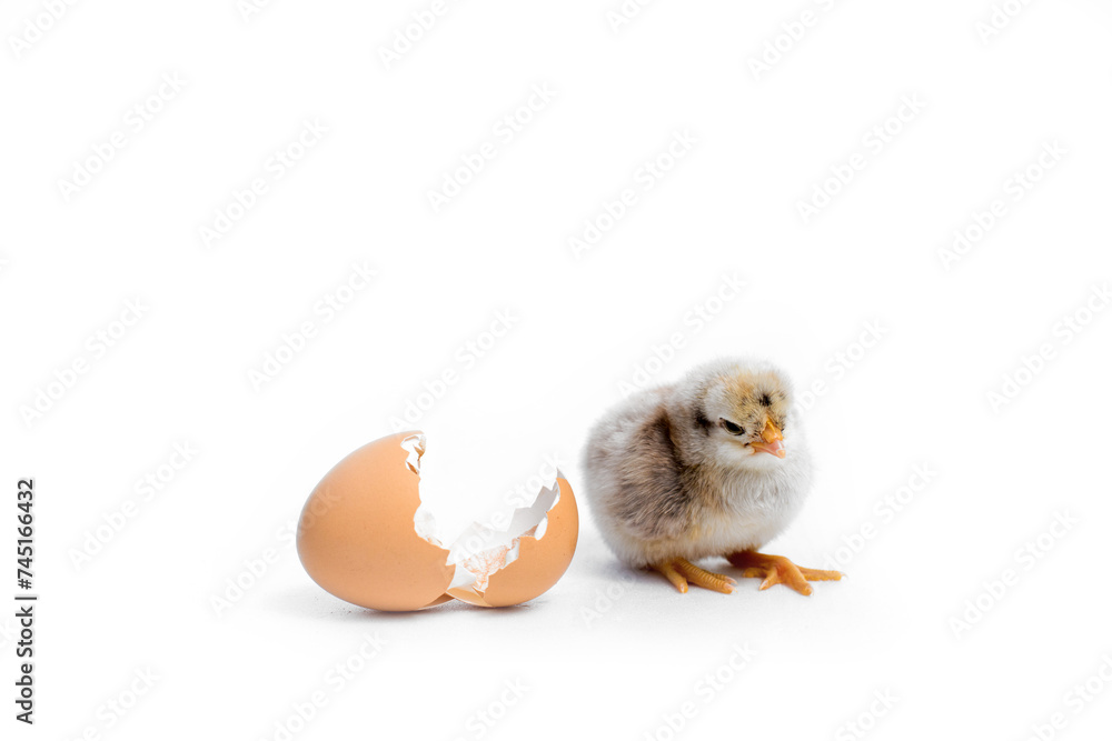 Just hatched chicken and Easter eggs isolated on white background.Selective focus, copy space. Just hatched chicken and Easter eggs isolated on white background.Selective focus, copy space.