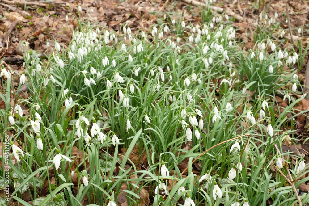 Fototapeta premium Schneeglöckchen in einer großen Gruppe, Galanthus nivalis