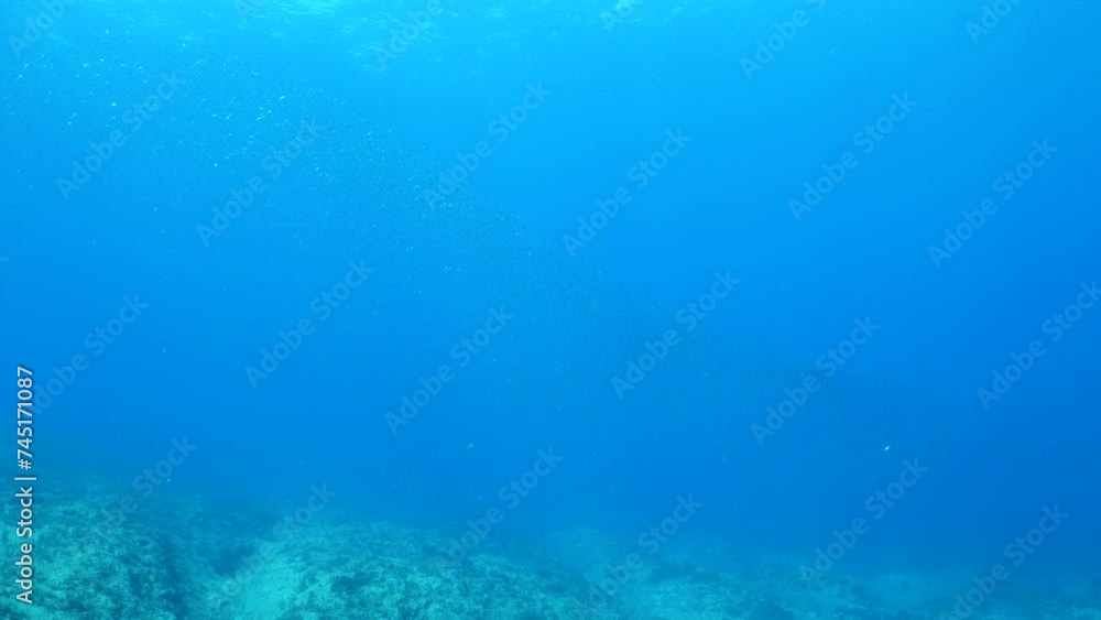 underwater bonito fish hunting scenery blue water silverside fish school ocean scenery mediterranean sea fauna underwater bonito fish hunting scenery blue water silverside fish school ocean scenery mediterranean sea fauna