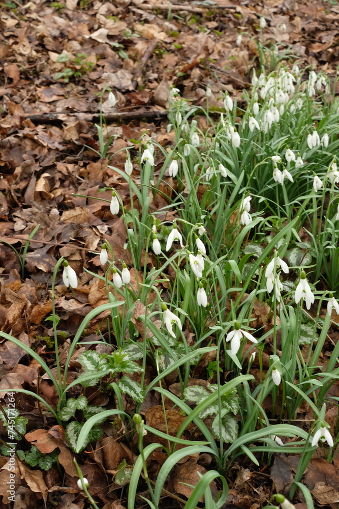 Schneeglöckchen in einer großen Gruppe, Galanthus nivalis Schneeglöckchen in einer großen Gruppe, Galanthus nivalis