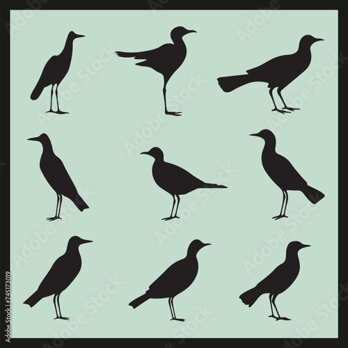 set of birds, Booby black silhouette set vector