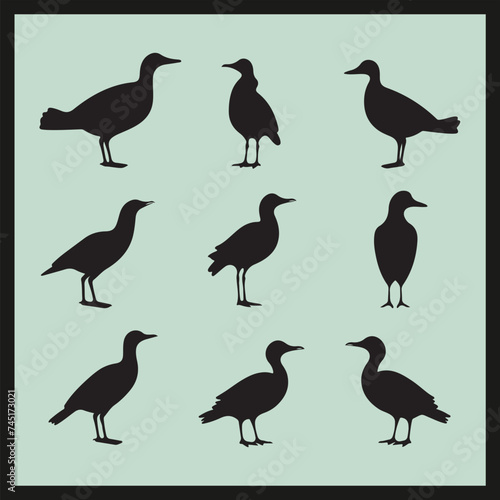 Booby black silhouette set vector, set of birds