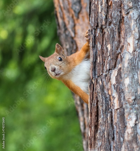 red squirrel in the forest © Anatolii 