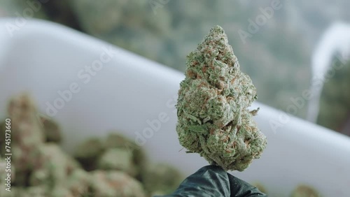 close up shot of hand holding quality cannabis weed buds, marijuana trichrome terpene, quality check before selling marijuana, thc extract for medical use, legalize weed, thc cbd extract