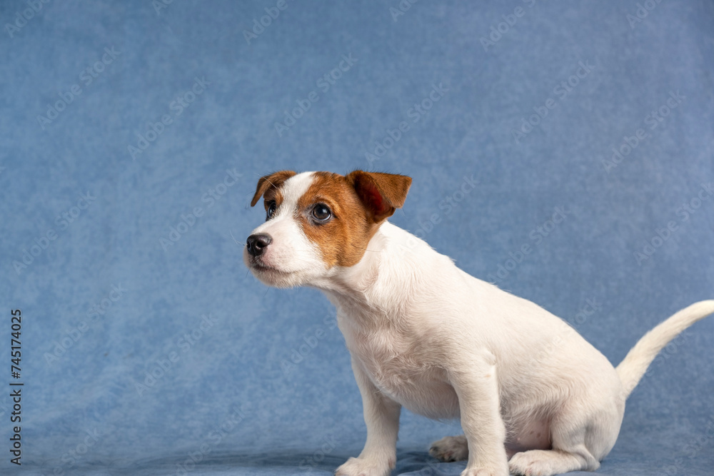 Funny jack Russell terrier puppy on a blue background. Funny jack Russell terrier puppy on a blue background.