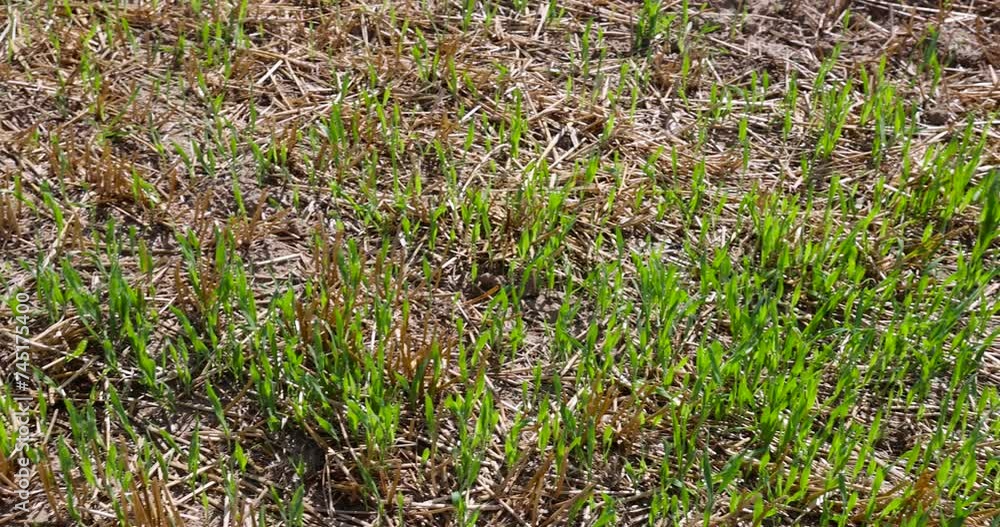 sharp dry stubble on a wheat field in sunny weather, golden dry stubble on wheat in the field in summer sharp dry stubble on a wheat field in sunny weather, golden dry stubble on wheat in the field in summer