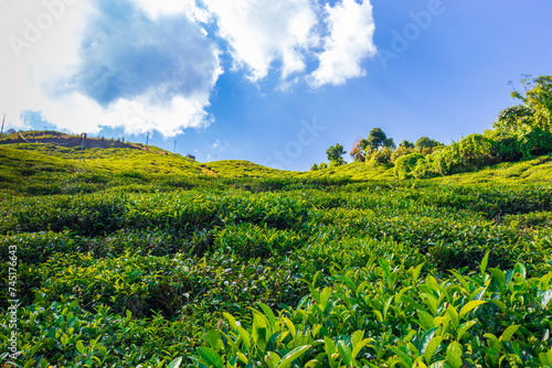 A view of the tea garden on a mountain terrace rising toward a clear blue sky with a beautiful Cloudscape. A lush green environment on a beautiful clear day is a perfect place for hikers. Sikkim