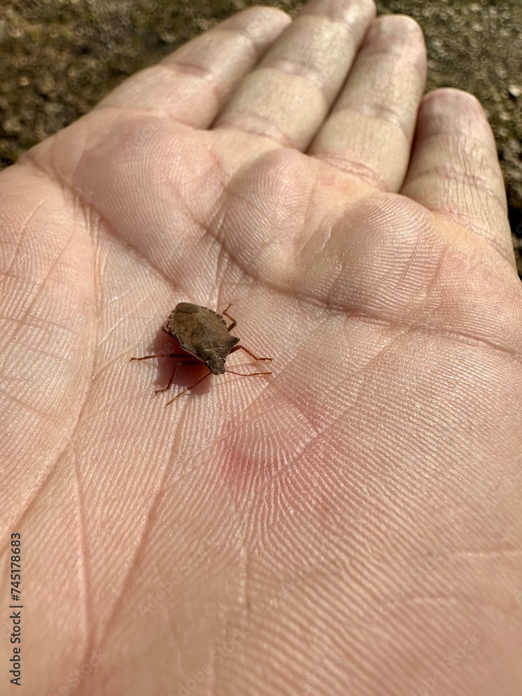 Obraz premium Bug on hand